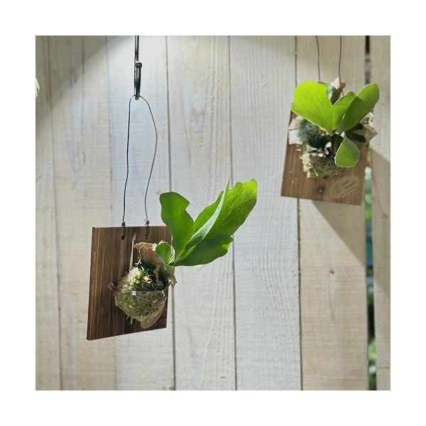 観葉植物 ビカクシダ(P.ビフルカツム) 給水タンク付き 板付け(個体