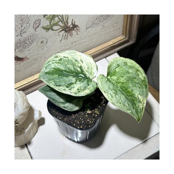 スキンダプサス エキゾチカ ホログラム 3.5号ポット(個体おまかせ1鉢)　観葉植物 インテリアグリーン 室内園芸 おしゃれ 可愛い かわいい 希少種 レア 珍しい