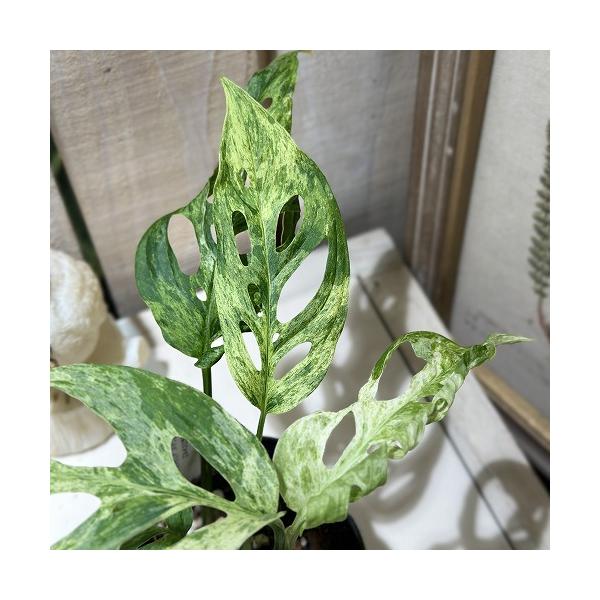 観葉植物 斑入りモンステラ アダンソニー モトルド バリエガータ 3号