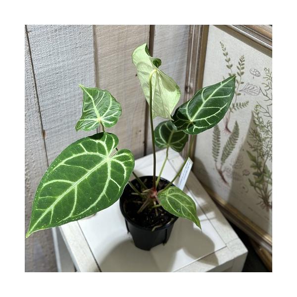 観葉植物 アンスリウム クリスタリナム×レガレ 3.5号スリット鉢(個体