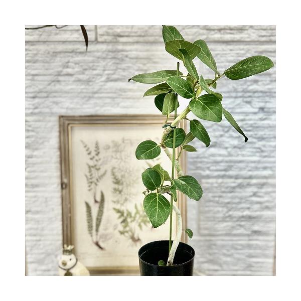 観葉植物 フィカス ベンガレンシス 曲がりタイプ 4号(硬質ポット)(個体