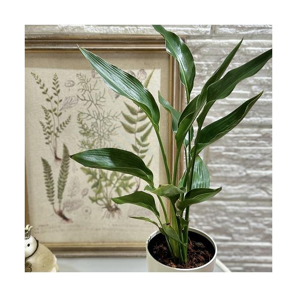 ■タグ観葉植物 多肉植物 インテリアプランツ インテリアグリーン インドアグリーン 耐乾性 乾燥 暑さ に強い 育つ 育てる 育てやすい 初心者 室内園芸 園芸 ガーデニング ベランダシェード 新生活 リビング デスク オフィス 事務所 台...