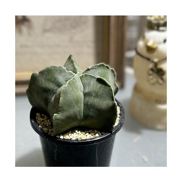 ■タグランポー玉 ヘキラン ミリオスティグマヌダム 観葉植物 多肉植物 インテリアプランツ インテリアグリーン インドアグリーン 耐乾性 乾燥 暑さ に強い 育つ 育てる 育てやすい 初心者 室内園芸 園芸 ガーデニング ベランダシェード ...