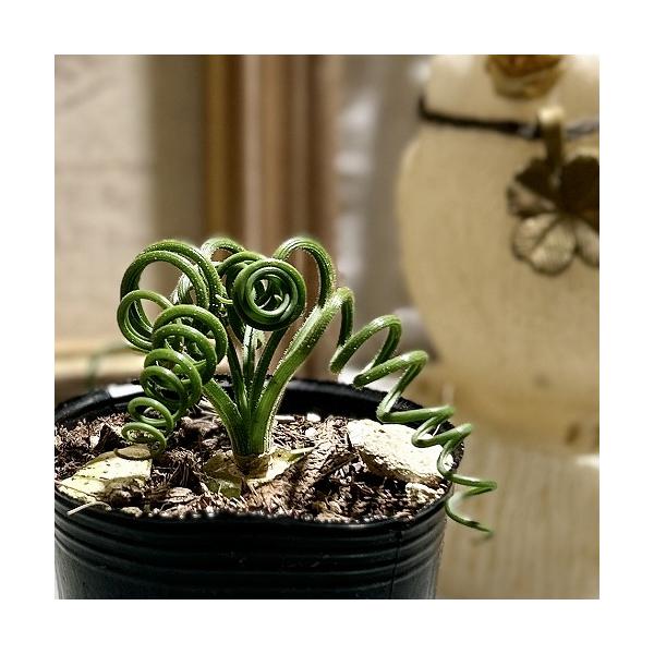 ■タグ観葉植物 多肉植物 インテリアプランツ インテリアグリーン インドアグリーン 耐乾性 乾燥 暑さ に強い 育つ 育てる 育てやすい 初心者 室内園芸 園芸 ガーデニング ベランダシェード 新生活 リビング デスク オフィス 事務所 台...