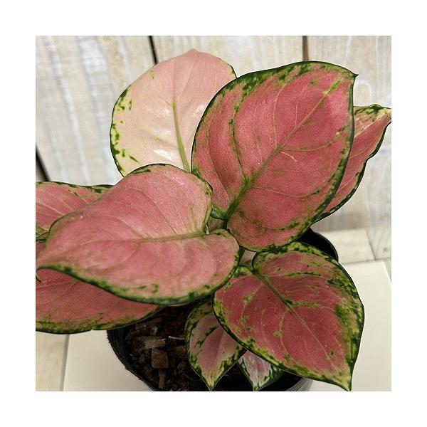 観葉植物 アグラオネマ オーピシャスレッド 3.5号ポット(個体おまかせ1