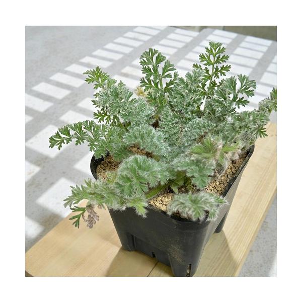 【現在落葉中】塊根植物　ペラルゴニウム アッペンディクラツム 2.5号(個体おまかせ1鉢)　インテリアグリーン 室内園芸 おしゃれ 可愛い かわいい