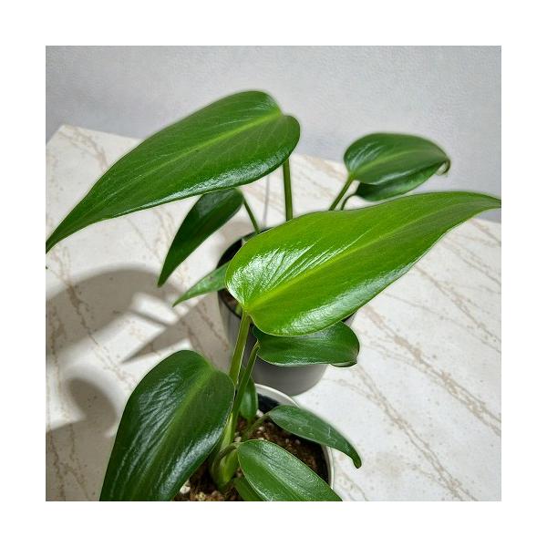 おすすめ　モンステラ バールマルクスフレーム 3.5号鉢(個体おまかせ1鉢)　観葉植物 インテリアグリーン 室内園芸 おしゃれ 可愛い かわいい