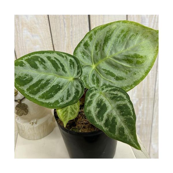 観葉植物 アンスリウム ドラヤキ シルバーブラッシュ 3.5号硬質ポット