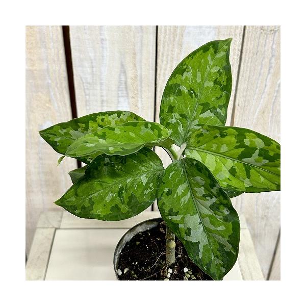 leafs_506892