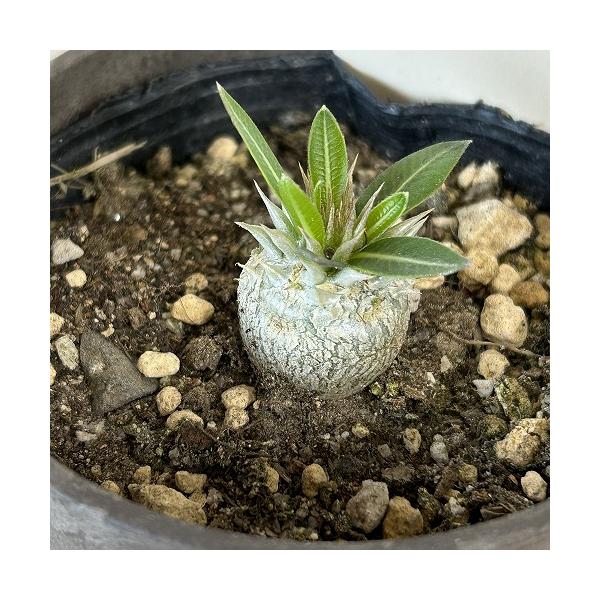 塊根植物　パキポディウム 恵比寿笑い(ブレビカウレ) 3.5号鉢カバー付き(個体おまかせ1鉢)　コーデックス 室内園芸 おしゃれ 可愛い かわいい