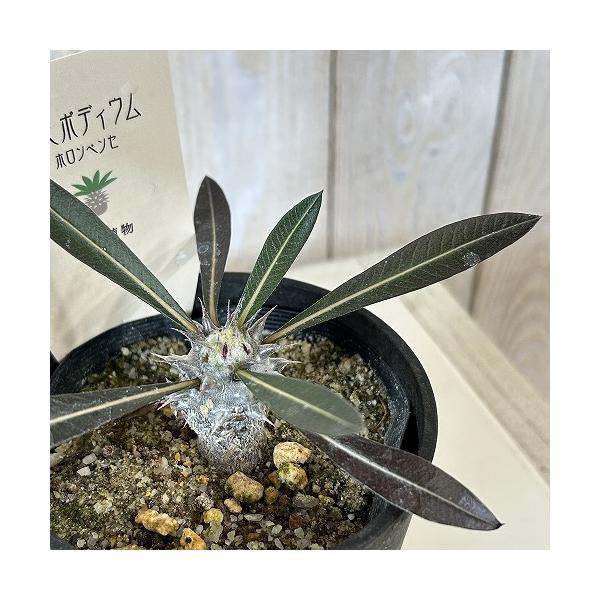 パキポディウム　ホロンベンセ　実生6年目　3.5号プラ鉢　塊根植物　観葉植物 塊根植物 パキポディウム ホロンベンセ 3.5号鉢カバー付き(個体