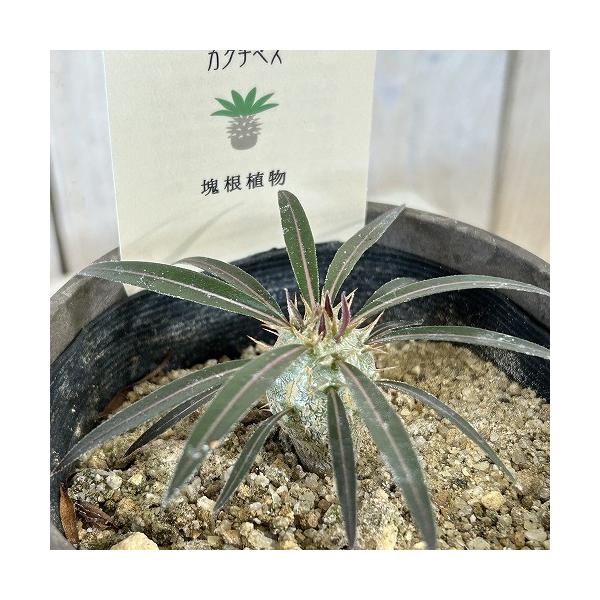 パキポディウムカクチペス　塊根植物 塊根植物 パキポディウム カクチペス 3.5号鉢カバー付き(個体おまかせ1