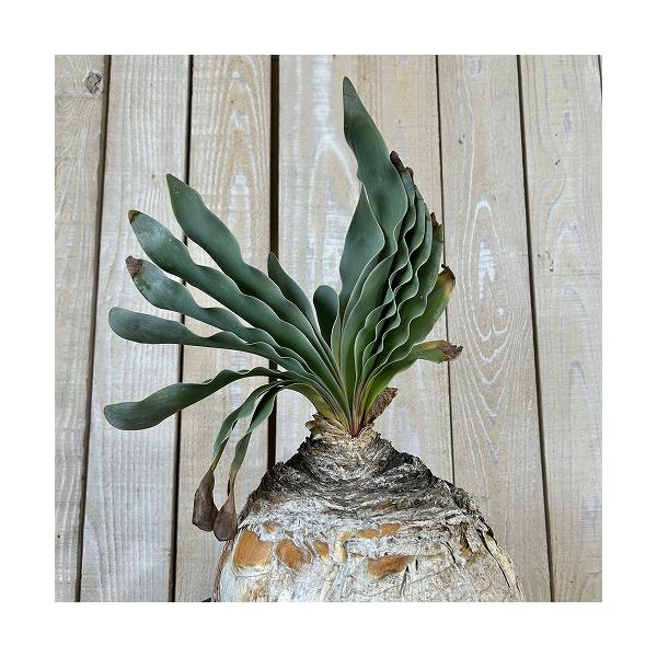 珍奇植物 ブーファン ハエマントイデス 9号セラアート鉢(現品