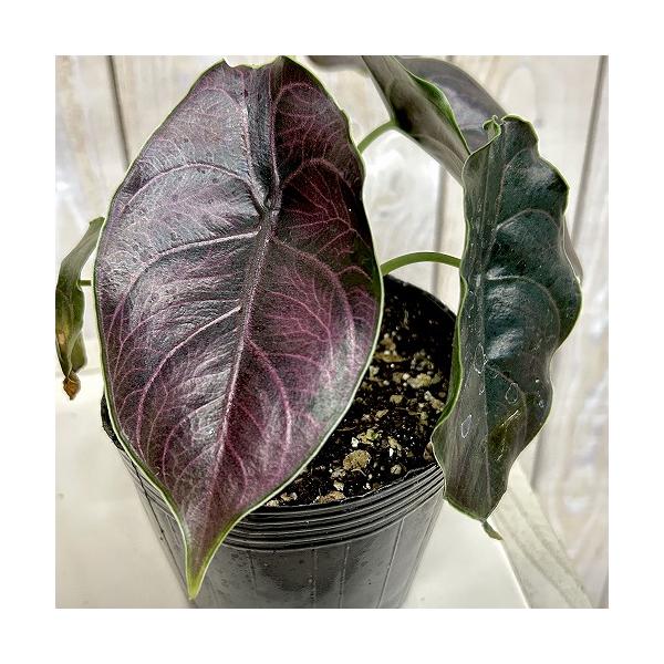 観葉植物 アロカシア アズラニー 4号ポット(個体おまかせ1鉢