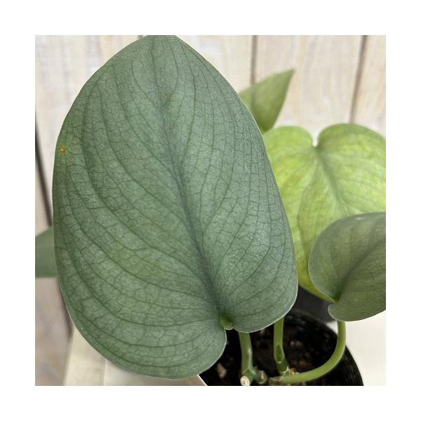 観葉植物　スキンダプサス Silver Hero(シルバーヒーロー) 2.5号ポット(個体おまかせ1鉢)　インテリアグリーン 室内園芸 おしゃれ 可愛い かわいい