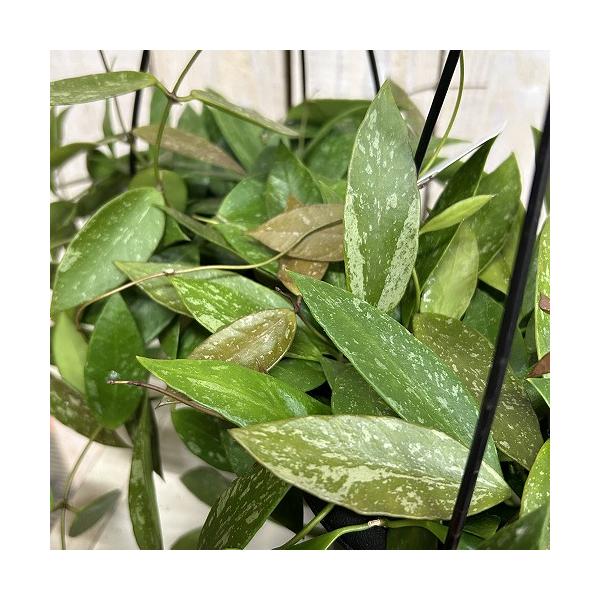 観葉植物　ホヤ メモリア 4号吊り鉢(個体おまかせ1鉢)　インテリアグリーン 室内園芸 おしゃれ 可愛い かわいい
