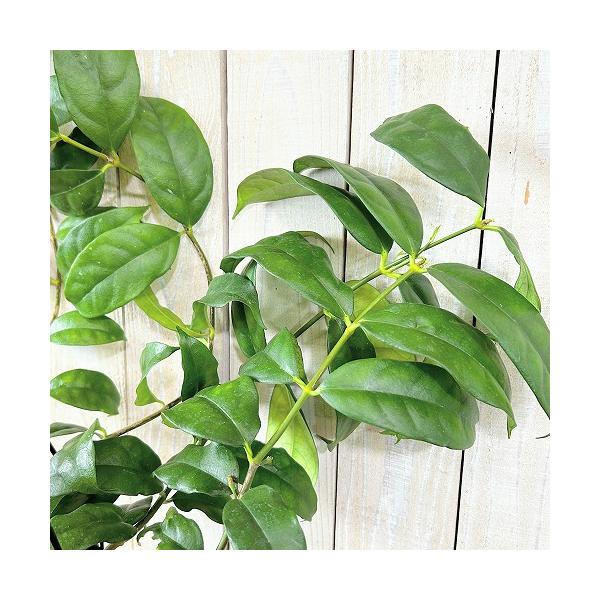 観葉植物 ホヤ カンパニュラータ 4号吊り鉢(個体おまかせ1鉢