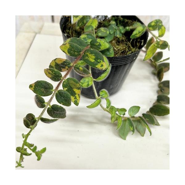 観葉植物　コルムネア ミクロフィラ 2.5号吊り具付き(個体おまかせ1鉢)　インテリア 室内 おしゃれ 可愛い かわいい