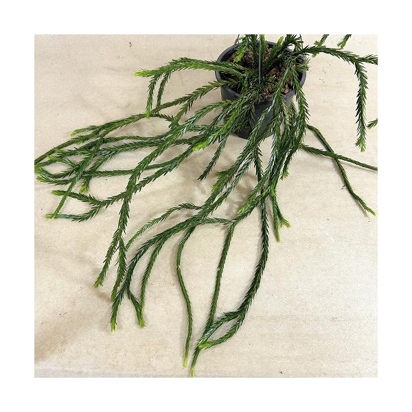 観葉植物　フペルジア トライアングルナコーン 5号吊り具付き(個体おまかせ1鉢)　インテリア 室内 おしゃれ 可愛い かわいい