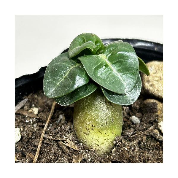 塊根植物　獅子葉アデニウム ドーセットホーン 2号ポット(個体おまかせ1鉢)　インテリア 室内 おしゃれ 可愛い かわいい