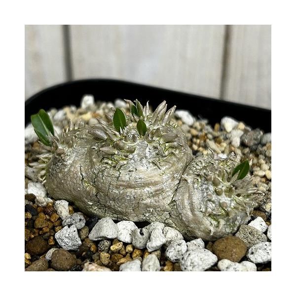 塊根植物 【個体B】パキポディウム 恵比寿笑い(ブレビカウレ) 10.5cm角