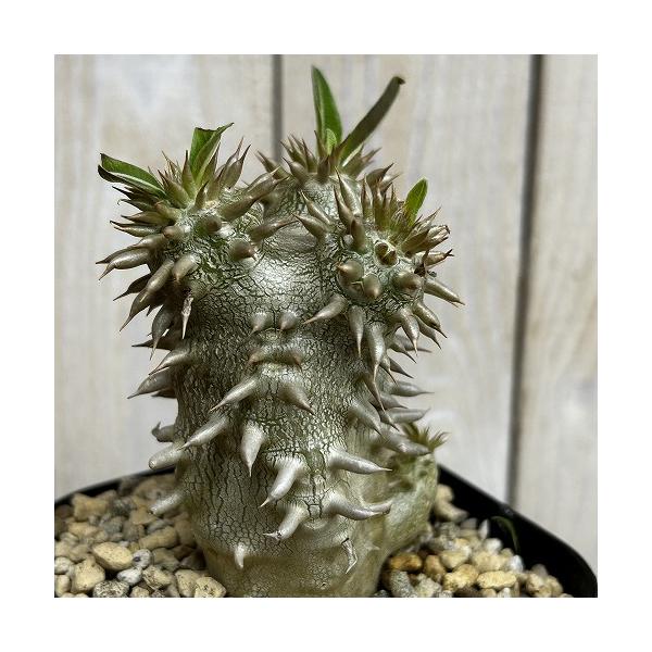 パキポディウム(塊根植物)いろいろセット2 塊根植物 【個体B】パキポディウム デンシフローラム 10.5cm角鉢(現品