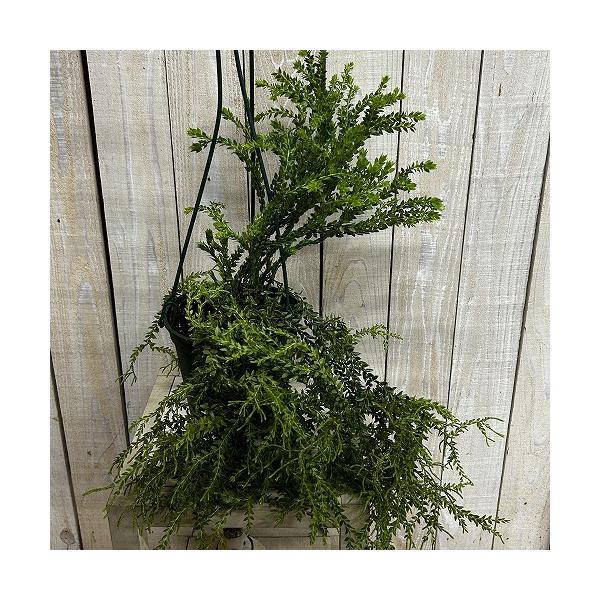 観葉植物　フペルジア ドワーフ 5号吊り鉢(個体おまかせ1鉢)　インテリア 室内 おしゃれ 可愛い かわいい