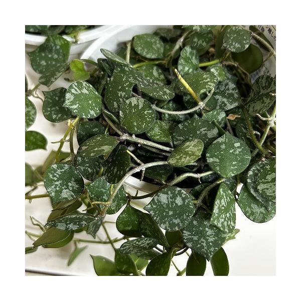 観葉植物　ホヤ カーティシー 3.5号スリット鉢(個体おまかせ1鉢)　インテリア 室内 おしゃれ 可愛い かわいい