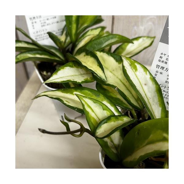 観葉植物　ホヤ カルノーサ バリエガータ 3号スリット鉢(個体おまかせ1鉢)　インテリア 室内 おしゃれ 可愛い かわいい