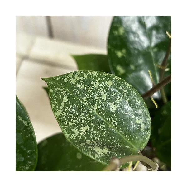観葉植物　ホヤ パラスチカ スプラッシュ 3号スリット鉢(個体おまかせ1鉢)　インテリア 室内 おしゃれ 可愛い かわいい