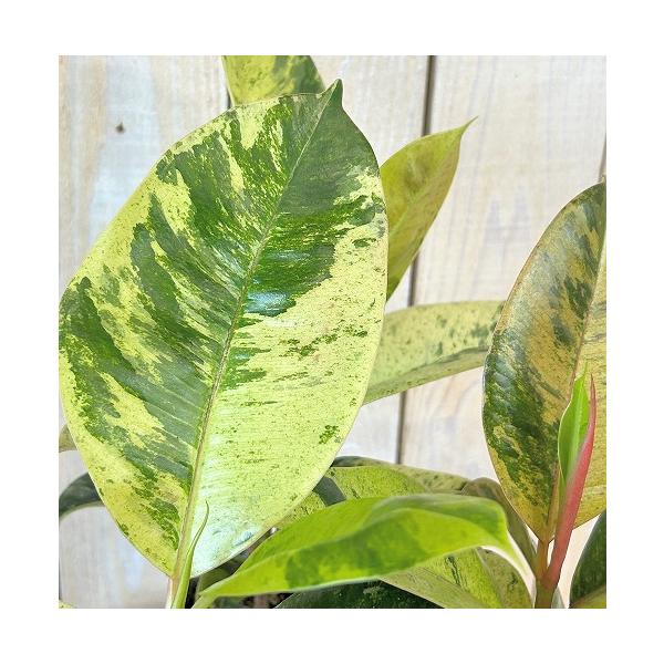観葉植物　斑入りゴムの木(フィカス ジン) 3号ポット(個体おまかせ1鉢)　インテリア 室内 おしゃれ 可愛い かわいい
