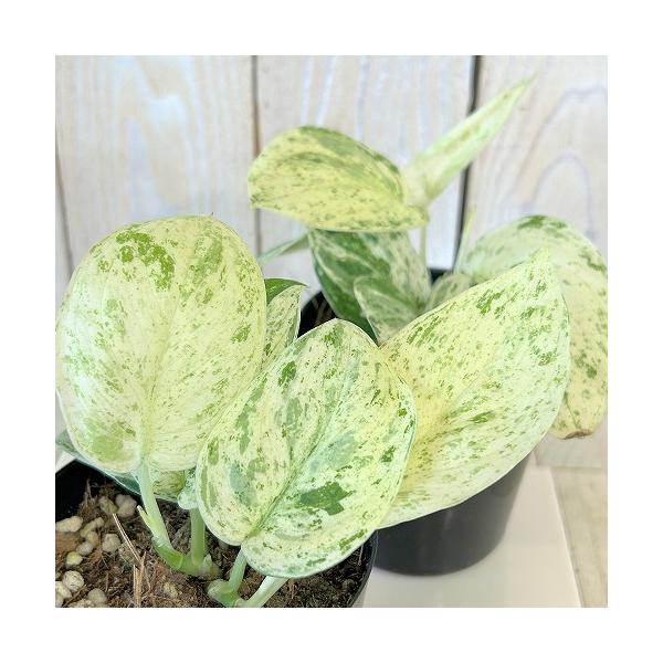 観葉植物　スキンダプサス ジェイドサティンマーブル 3号ポット(個体おまかせ1鉢)　インテリア 室内 おしゃれ 可愛い かわいい