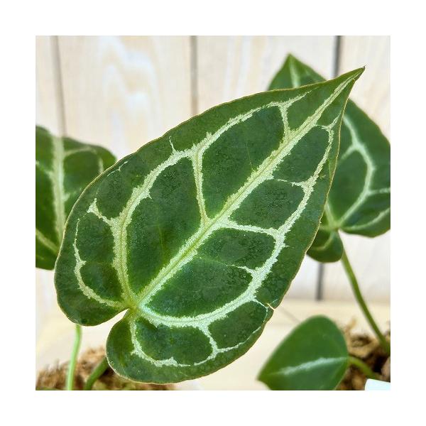観葉植物 アンスリウム サウスアメリカ 2.5号ポット(個体おまかせ1鉢) インテリア 室内 おしゃれ 可愛い かわいい