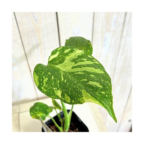 観葉植物　モンステラ デリシオサ エレクトロライト 3号ロング角黒鉢(個体おまかせ1鉢)　インテリア 室内 おしゃれ 可愛い かわいい