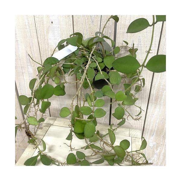 観葉植物　ホヤ ヌンムラリオイデス 2号吊り鉢(個体おまかせ1鉢)　インテリア 室内 おしゃれ 可愛い かわいい