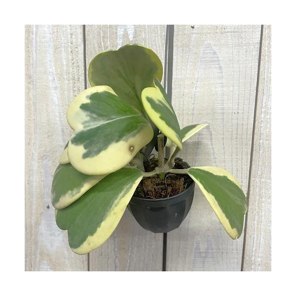 観葉植物　ホヤ カーリー 斑入り 2号吊り鉢(個体おまかせ1鉢)　インテリア 室内 おしゃれ 可愛い かわいい