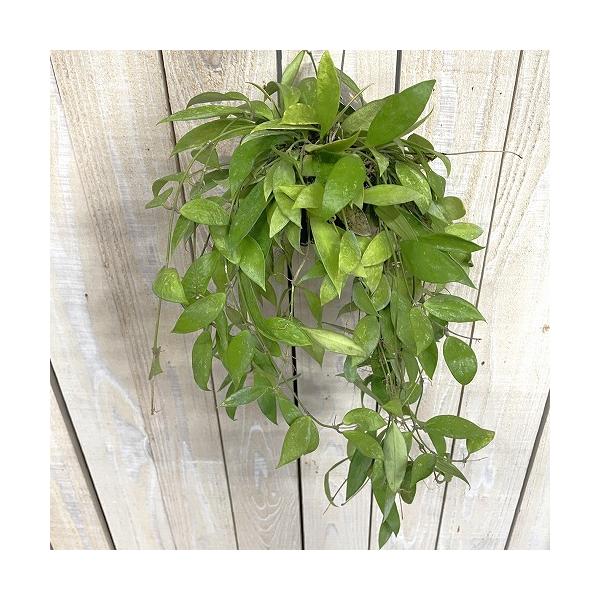 観葉植物　ホヤ メモリアグラシリス 2号吊り鉢(個体おまかせ1鉢)　インテリア 室内 おしゃれ 可愛い かわいい