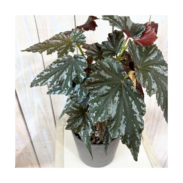 観葉植物　ベゴニア Mentat(メンタット) 4号鉢 プレミアムシリーズ(個体おまかせ1鉢)　インテリア 室内 おしゃれ 可愛い かわいい