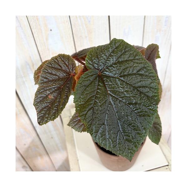 観葉植物　ベゴニア bachiensis(バチエンシス) 4号鉢 プレミアムシリーズ(個体おまかせ1鉢)　インテリア 室内 おしゃれ 可愛い かわいい