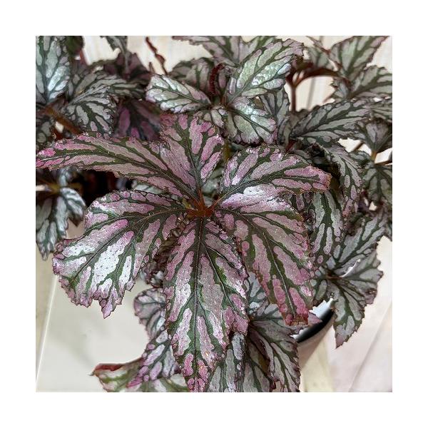 観葉植物　ベゴニア benitochiba(ベニトチバ) 4号鉢 プレミアムシリーズ(個体おまかせ1鉢)　インテリア 室内 おしゃれ 可愛い かわいい