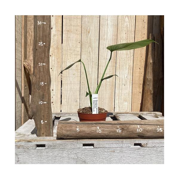 観葉植物　斑入りモンステラ デビルモンスター 3号硬質ポット(茶)(個体おまかせ1鉢)　インテリア 室内 おしゃれ 可愛い かわいい