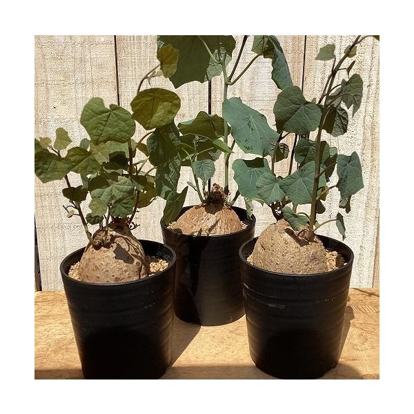 塊根植物　ステファニア ブラッドバイン(Blood vine) 3号鉢(個体おまかせ1鉢)　インテリア 室内 おしゃれ 可愛い かわいい