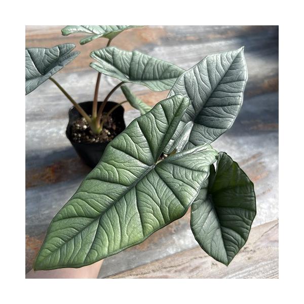 観葉植物　アロカシア プラチナム 3.5号ポット(個体おまかせ1鉢)　インテリア 室内 おしゃれ 可愛い かわいい