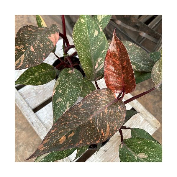 観葉植物　フィロデンドロン オレンジプリンセス 4号スリット鉢(個体おまかせ1鉢)　インテリア 室内 おしゃれ 可愛い かわいい