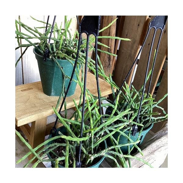 観葉植物　リプサリス パラドクサ 4.5号スリット吊り鉢(個体おまかせ1鉢)　インテリア 室内 おしゃれ 可愛い かわいい