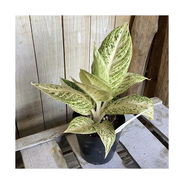 観葉植物　アグラオネマ ホワイトレガシー 4号硬質ポット(個体おまかせ1鉢)　インテリア 室内 おしゃれ 可愛い かわいい