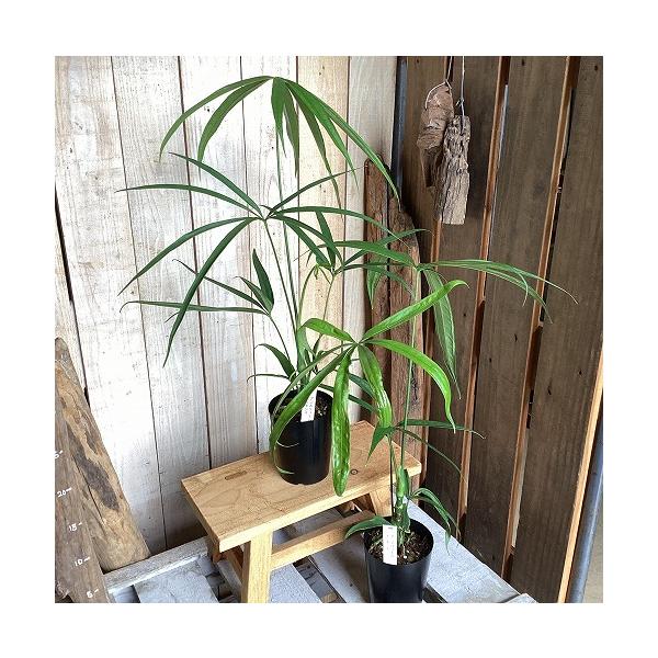 観葉植物　アンスリウム エミネンス 3号ロング硬質ポット(個体おまかせ1鉢)　インテリア 室内 おしゃれ 可愛い かわいい