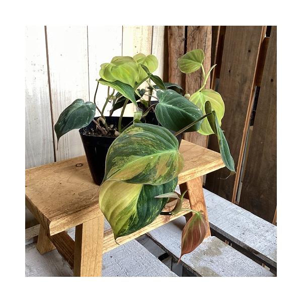 観葉植物　斑入りフィロデンドロン ミカンスバリエガータ 3.5号ポット(個体おまかせ1鉢)　インテリア 室内 おしゃれ 可愛い かわいい