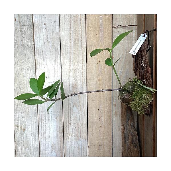 塊根植物　ヒドノフィツム モセレヤナム Southem Nabire, Central Papuaコルク板付け(現品)　インテリア 室内 おしゃれ 可愛い かわいい