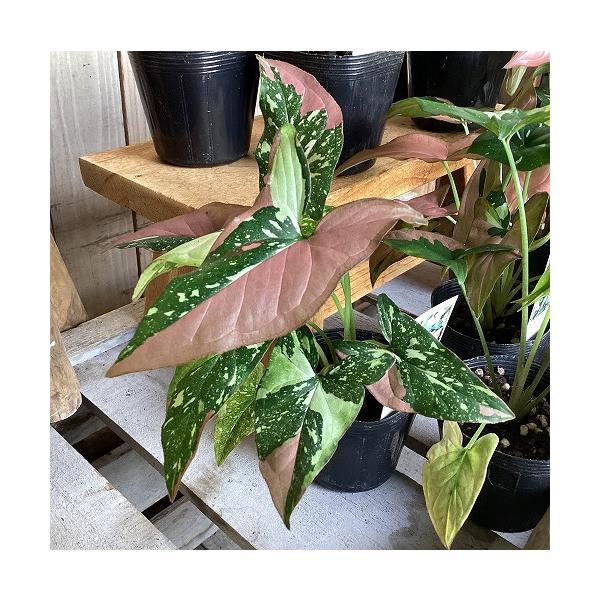 観葉植物　シンゴニウム トリカラー 3号ポット(個体おまかせ1鉢)　インテリア 室内 おしゃれ 可愛い かわいい